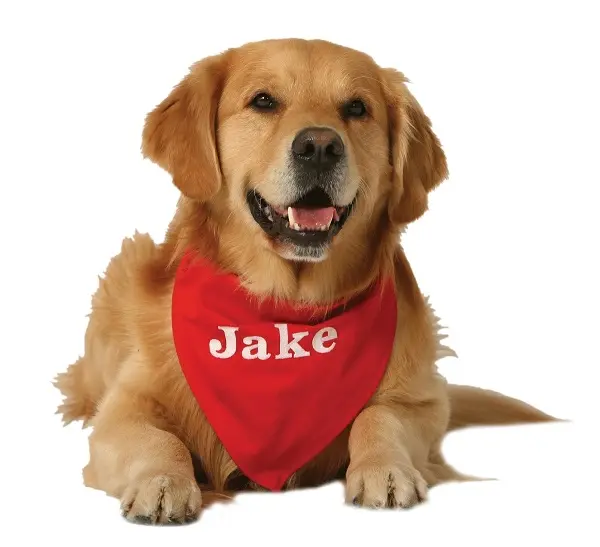 Jake our 'CEO'